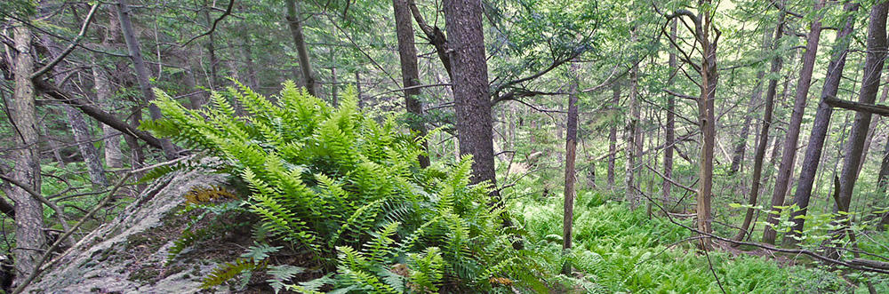 Woods on O'Brien property near West Mountain
