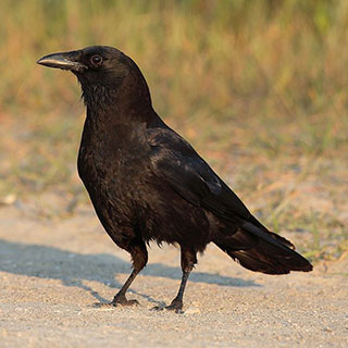 American crow © Mdf, wikicommons