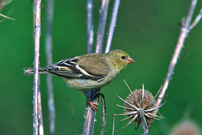 American Goldfinch female in winter © USFWS