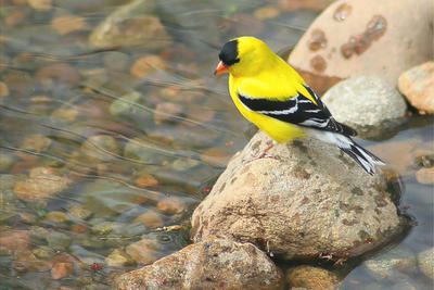 American Goldfinch male in peak breeding plumage © James Jewett