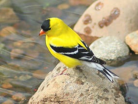 American Goldfinch male breeding plumage © James Jewett
