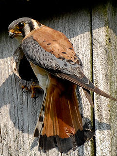 American Kestrel © Mark Thorn