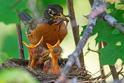 American Robin feeding chicks in the nest © Grace Chu