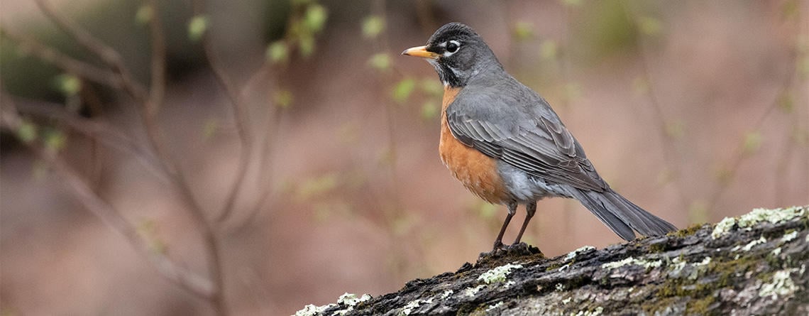 American Robin on a branch in spring (by Kristin Foresto/Mass Audubon)