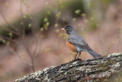 American Robin on a branch in spring by Kristin Foresto