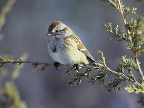 American tree sparrow © USFWS