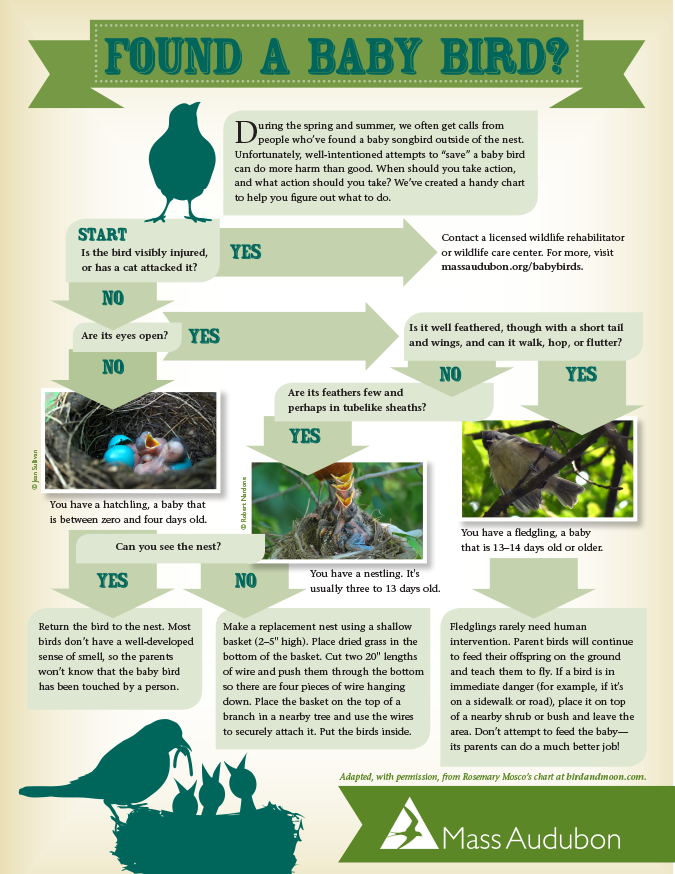 Baby Bird Identification Chart