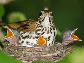 baby birds out of