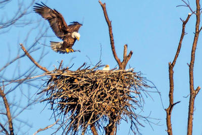 Bald Eagle adult bringing stick to nest © Phil Doyle