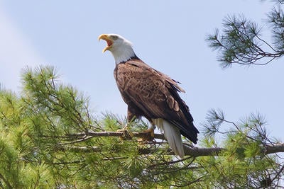 Bald Eagle adult calling from the top of a large conifer © Jeff Blanchard