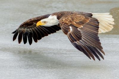 Bald Eagle adult flying above icy water © Peter K. Burian