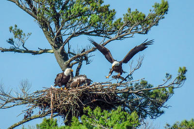 Bald Eagle adult returning to nest with fish © David Ennis