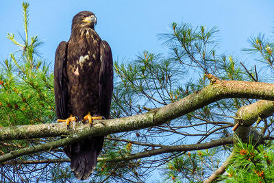 Bald Eagle with juvenile plumage perched on tree branch © David Ennis
