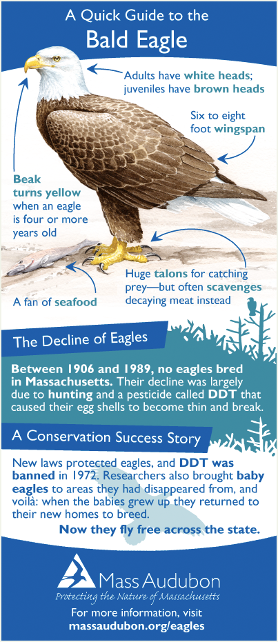 young bald eagle facts