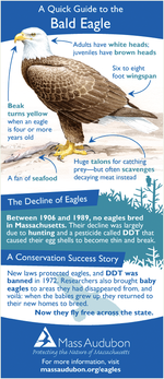 Bald Eagle Quick Guide