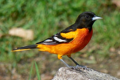Baltimore Oriole male on ground © Kimberly King