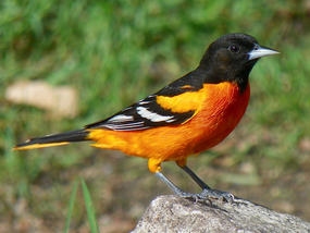 Baltimore Oriole male on ground © Kimberly King