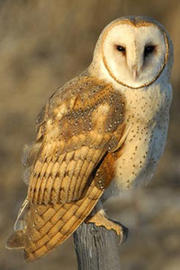 Barn owl © Paul Higgins