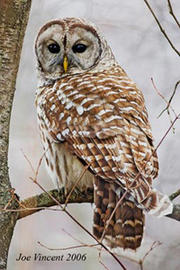 Barred owl © Joe Vincent