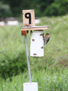 A birch birdhouse