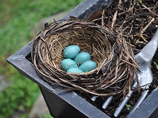 Bird nest with eggs © Erin O'Brien