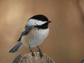 black-capped chickadee © Jake LeSuer