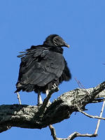 Black Vulture © Phil Brown