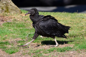 Black Vulture walking on the ground © Derek Allad