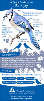 A quick guide to blue jays
