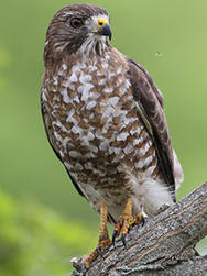 Broad-winged Hawk © Joseph Cavanaugh