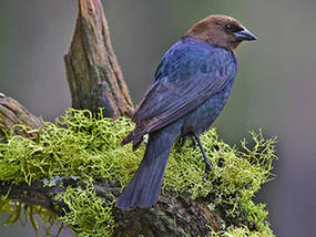 Brown-headed cowbird © Alan D. Wilson