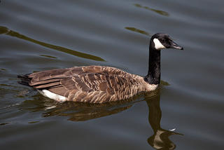 Canada Goose © Petr Kratochvil, wiki commons
