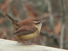 Carolina wren © Ken Thomas