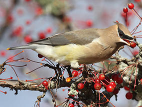 cedar waxwing © Joseph Cavanaugh