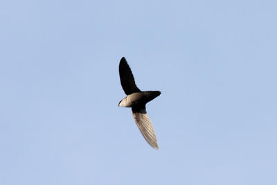 Chimney Swift © Dominic Sherony