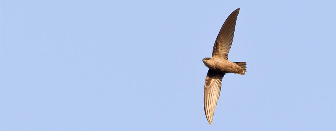 Chimney Swift in flight © Shawn P. Carey