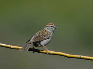 chipping sparrow © Dave Menke, USFWS