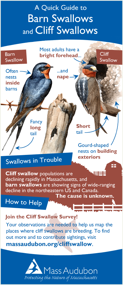 Cliff swallow quick guide