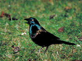 common grackle © Dr. Thomas G. Barnes, USFWS