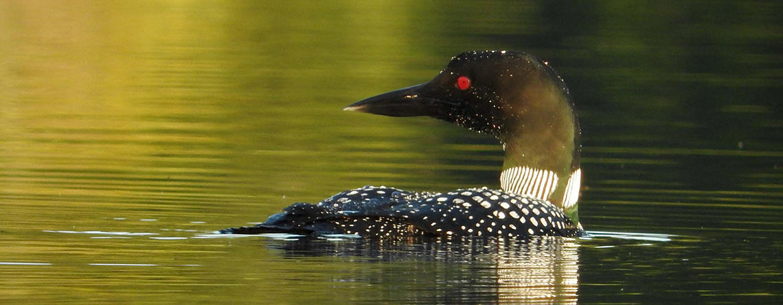 Common Loon adult on water © Matthew Watson