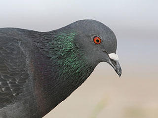 common pigeon © Tomfriedel, wikimedia commons