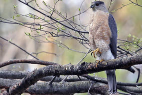Cooper's Hawk adult perched in a tree by Margo Servison
