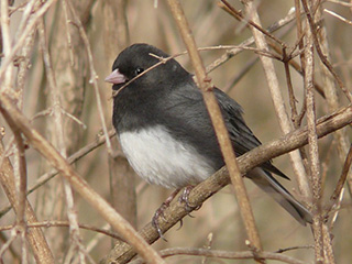 Dark-eyed Junco © Rene Laubach