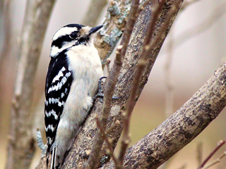 downy woodpecker © Donald Perkins