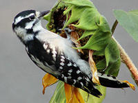 Downy woodpecker © Rosalee Zammuto