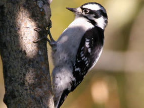Downy Woodpecker © US Fish and Wildlife
