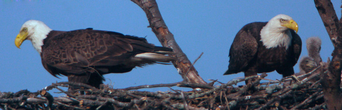 bald eagle