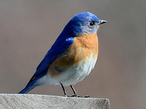 eastern bluebird © Dorrie Holmes