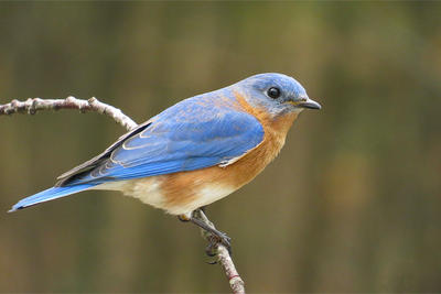 Eastern Bluebird male perched on twig © Joel Eckerson