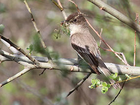 eastern pheobe © Ashley Keleher